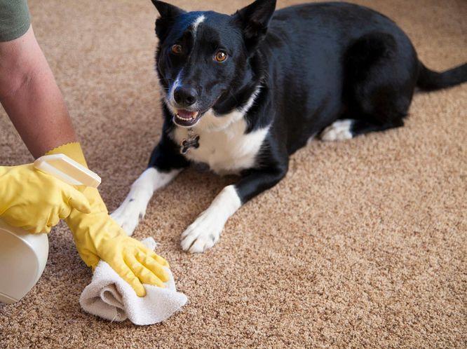 Уборка после животных в Новороссийске Nova